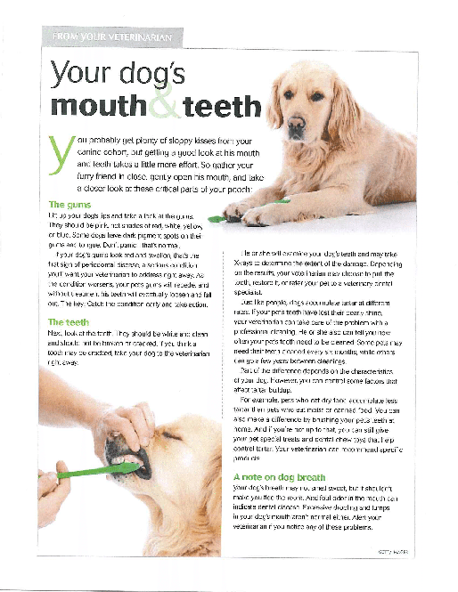 Your Dog's Mouth Flyer